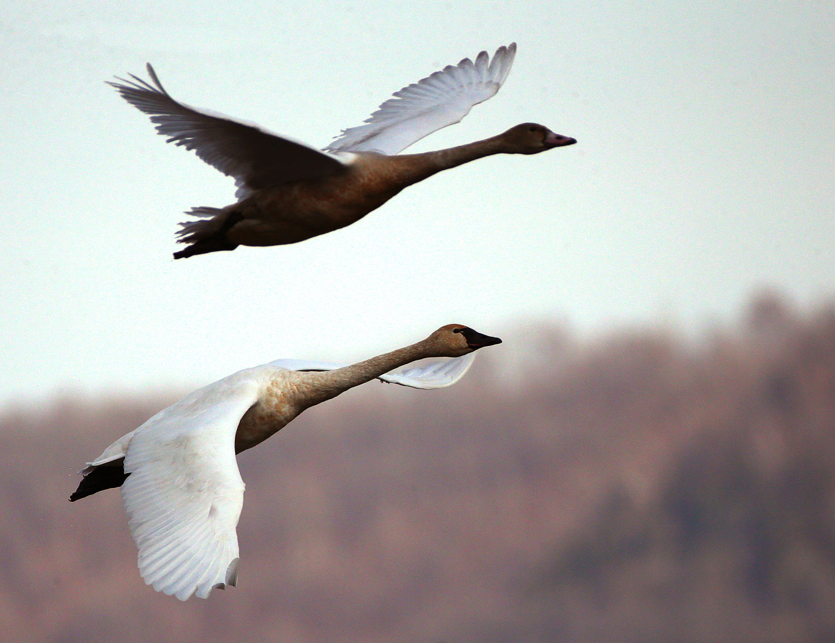 Tundra swan migration